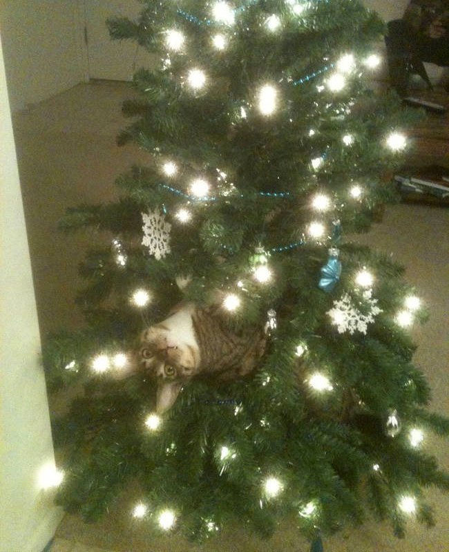 gato-curioso-navidad1