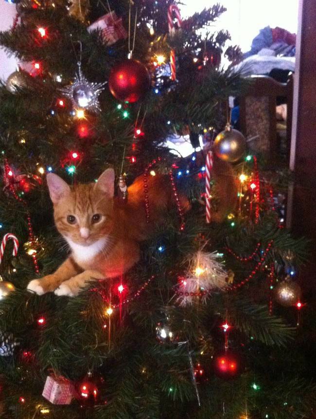 gato-curioso-navidad2