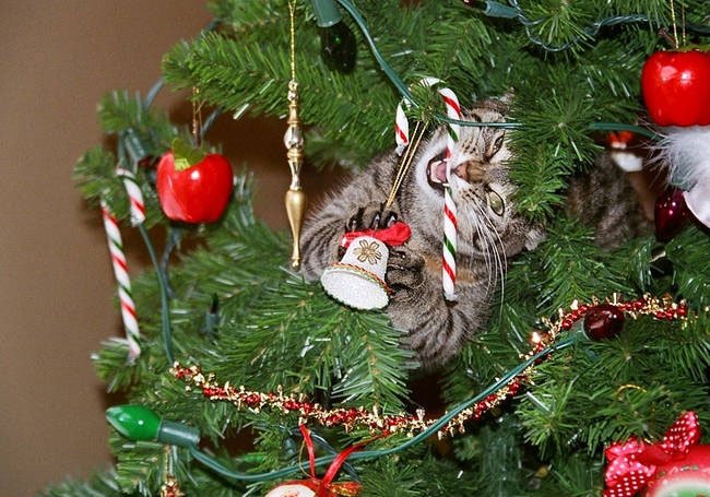 gato-curioso-navidad3