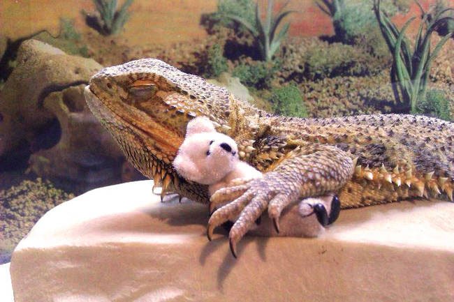 pringle-dragon-barbudo8
