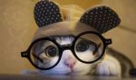 animales con gafas