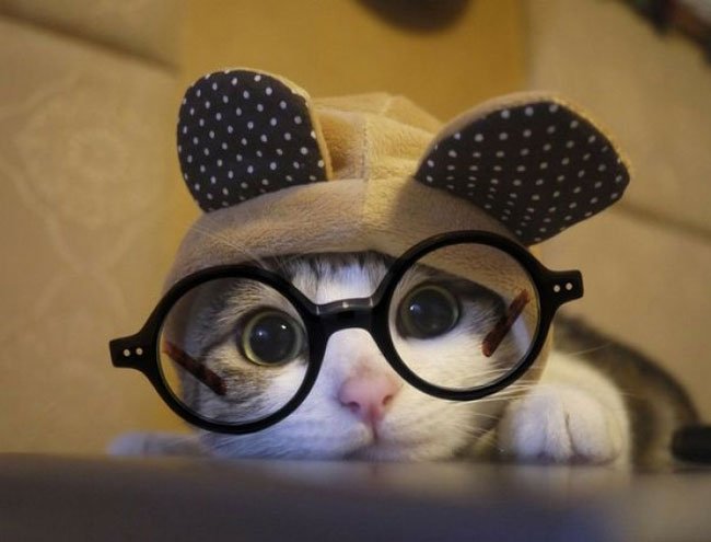 animales-con-gafas10