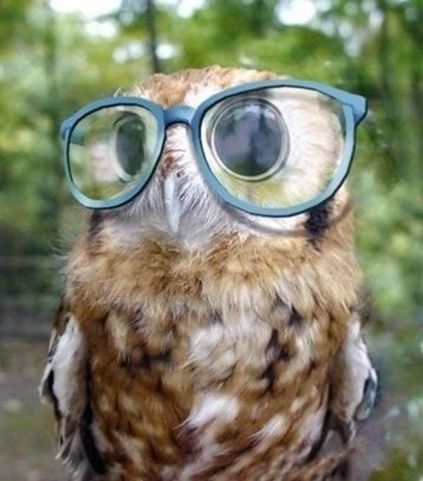 animales-con-gafas12