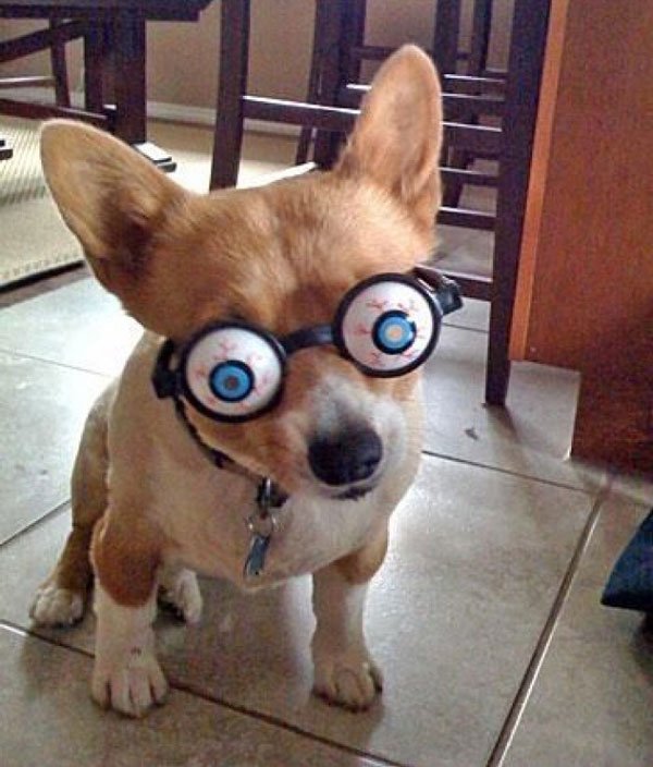 animales-con-gafas15