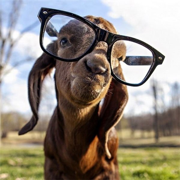 animales-con-gafas17