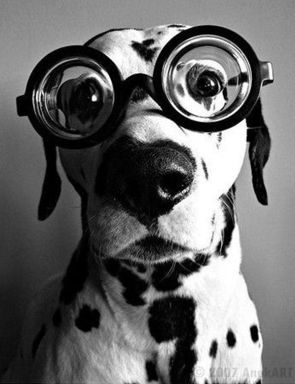 animales-con-gafas19