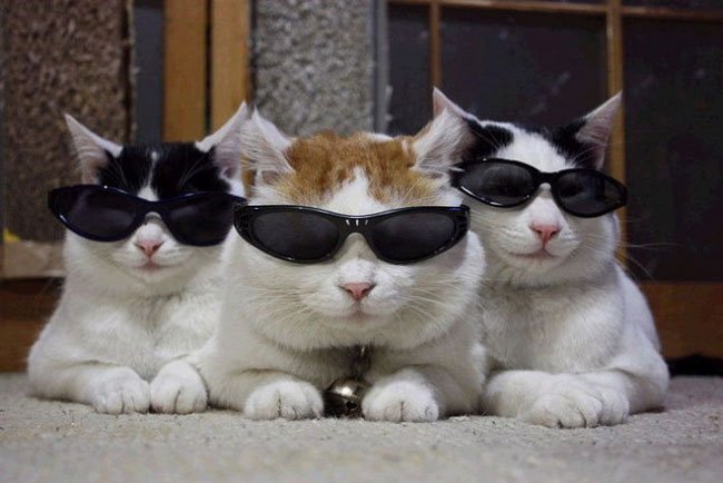 animales-con-gafas21