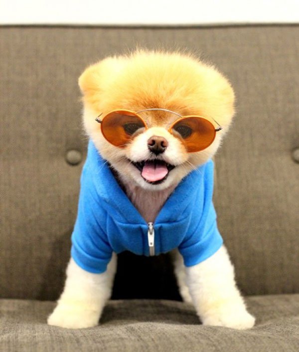 animales-con-gafas26