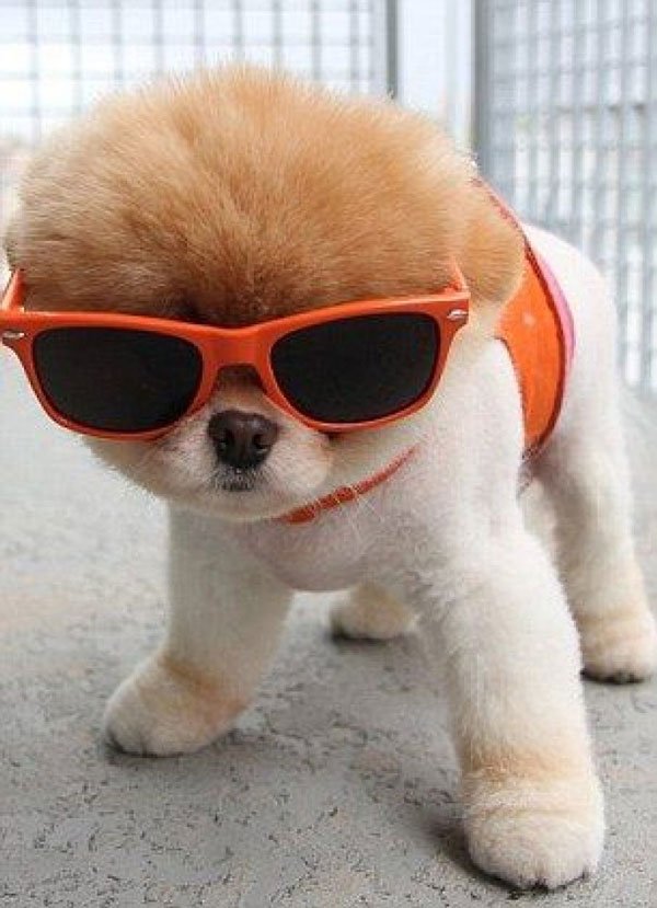 animales-con-gafas28