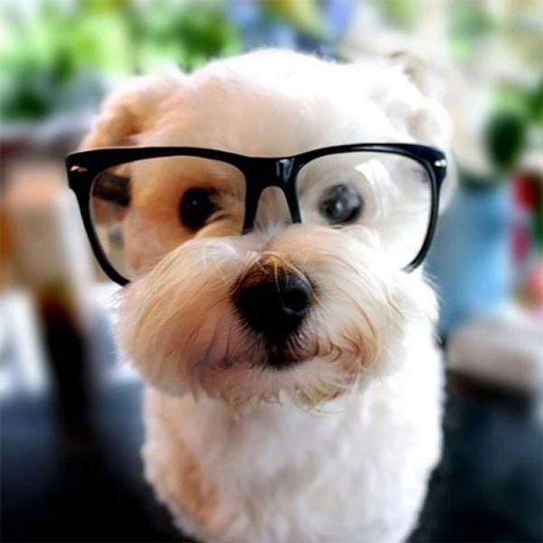 animales-con-gafas4