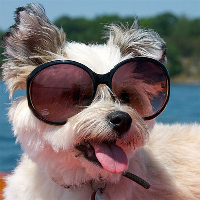 animales-con-gafas8