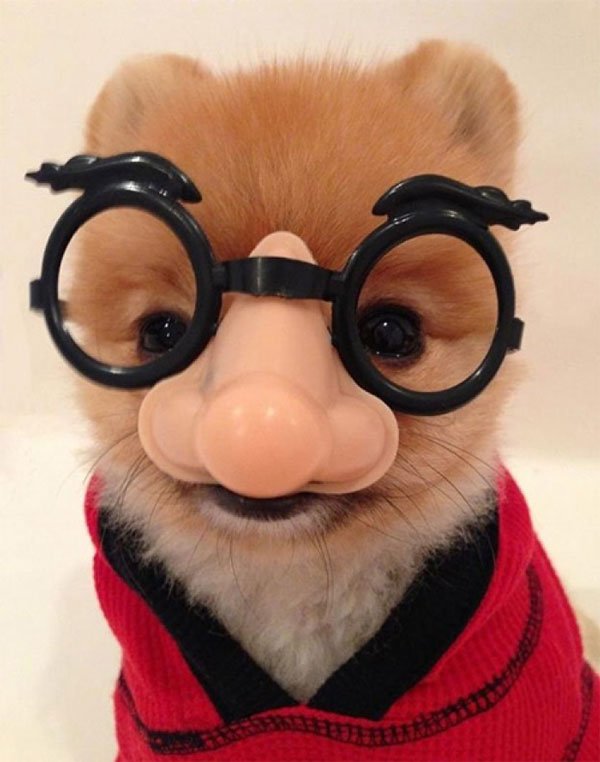 animales-con-gafas9