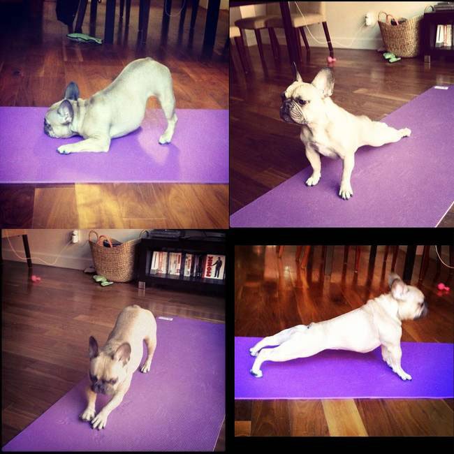 animales-propuesta-gimnasio2