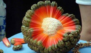 las frutas mas raras del mundo