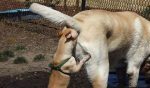 fotos de perros
