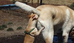 fotos de perros