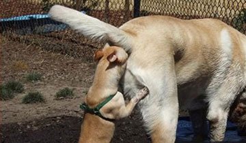 fotos de perros