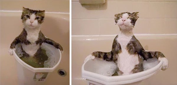 gatos-aman-agua1