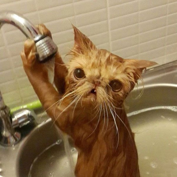 gatos-aman-agua2