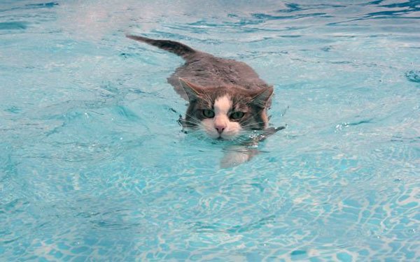 gatos-aman-agua8