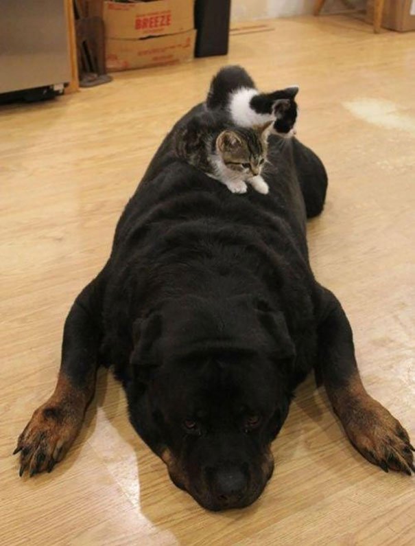 gatos-usan-perro-almohada15