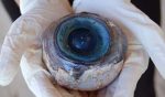 Ojo gigante Florida