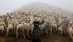 perros trabajadores