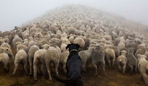 perros trabajadores