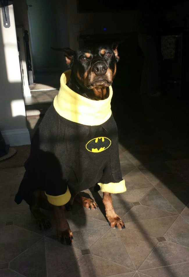 superheroes-animales10