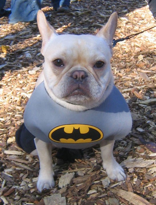 superheroes-animales13
