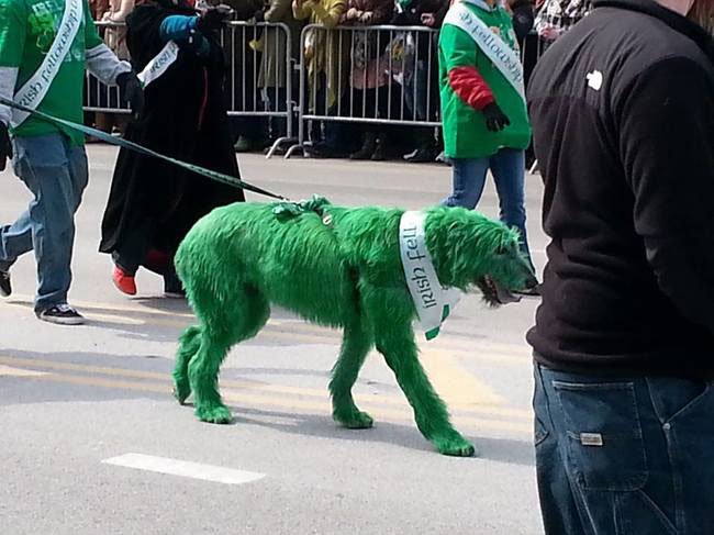 animales-fiesta-san-patricio20