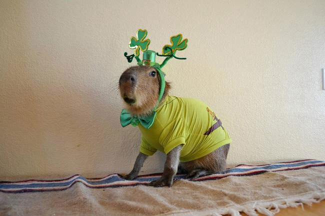 animales-fiesta-san-patricio7