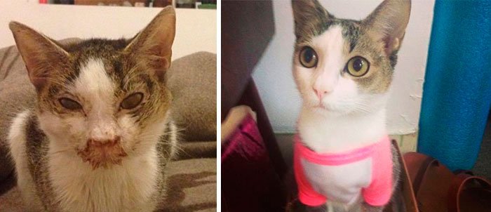 antes-despues-gatos-rescatados-1