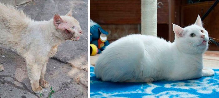 antes-despues-gatos-rescatados-10