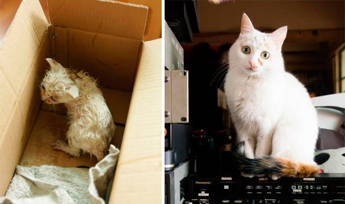 antes-despues-gatos-rescatados-11