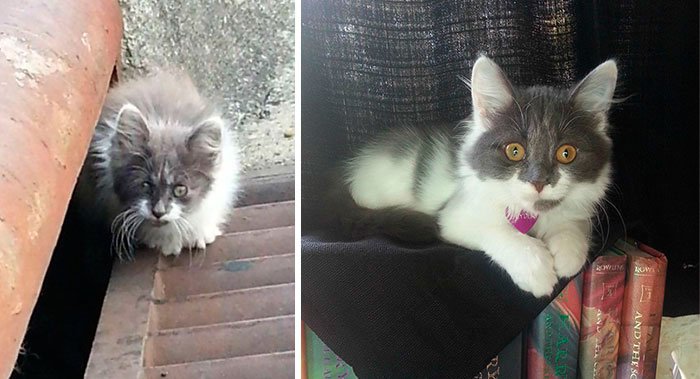 antes-despues-gatos-rescatados-12