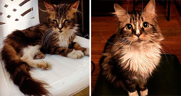 antes-despues-gatos-rescatados-13