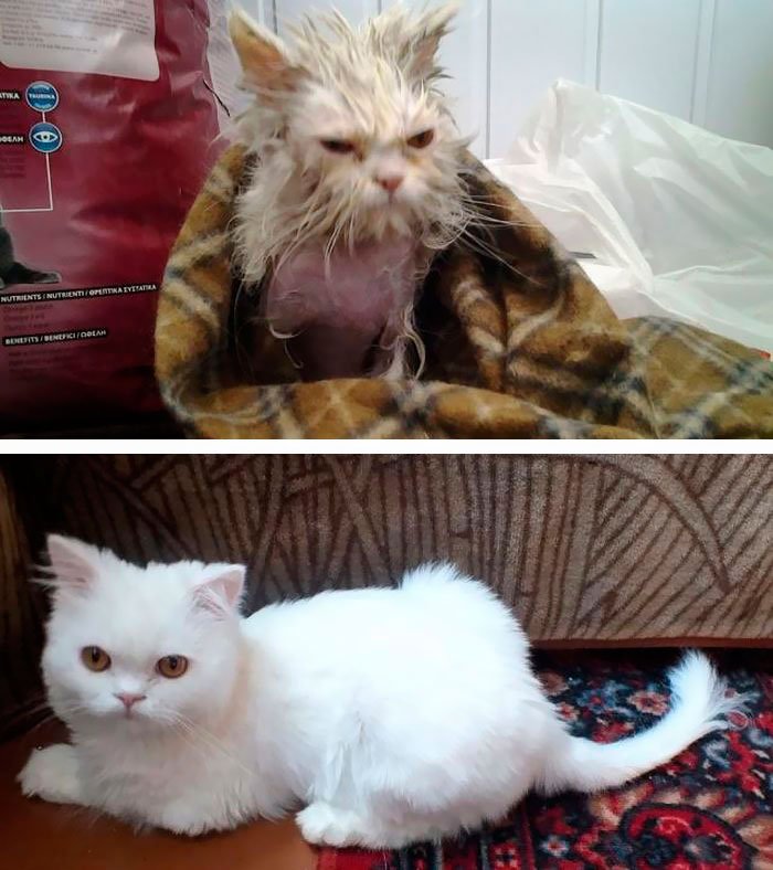 antes-despues-gatos-rescatados-14