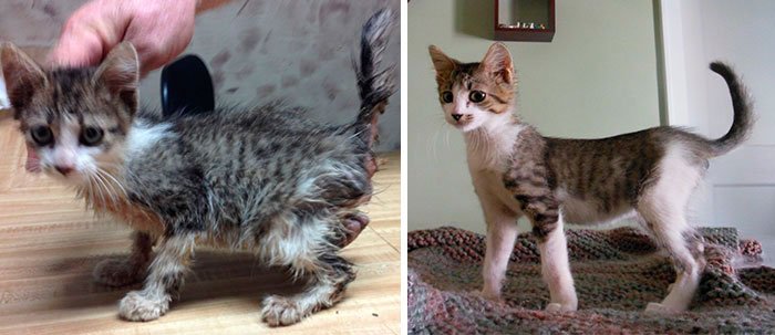 antes-despues-gatos-rescatados-15