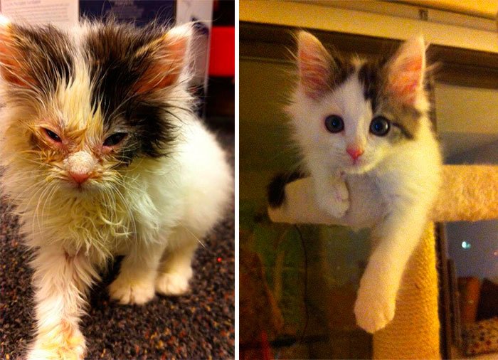 antes-despues-gatos-rescatados-2
