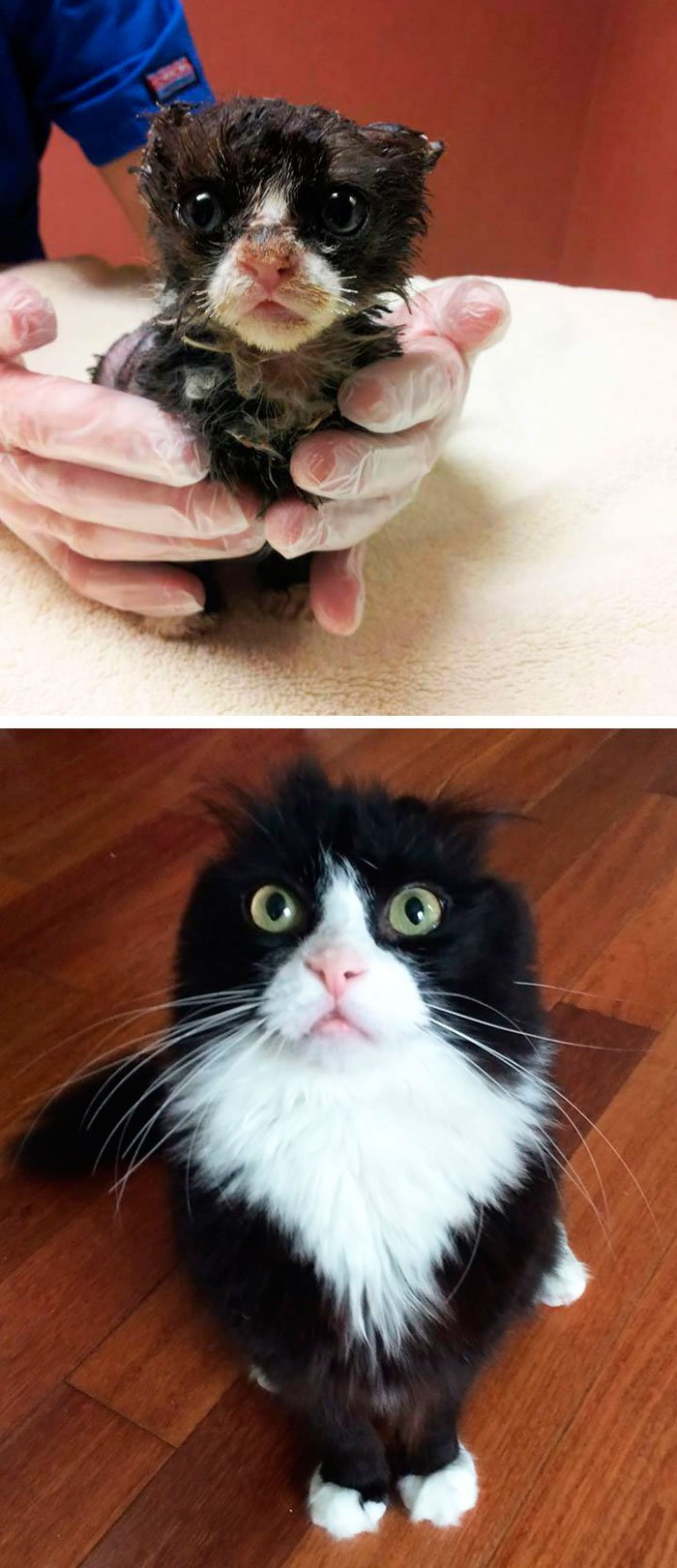 antes-despues-gatos-rescatados-3