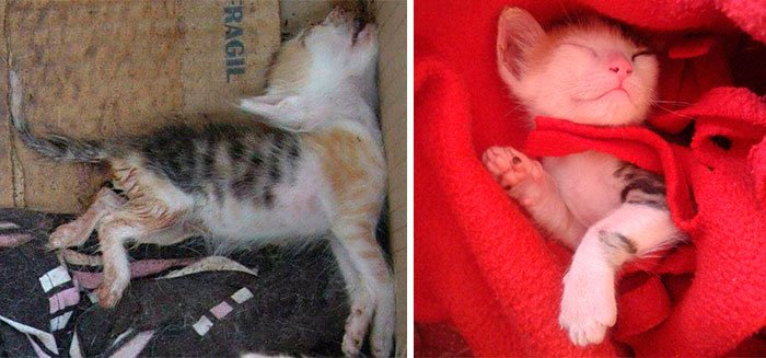 antes-despues-gatos-rescatados-4