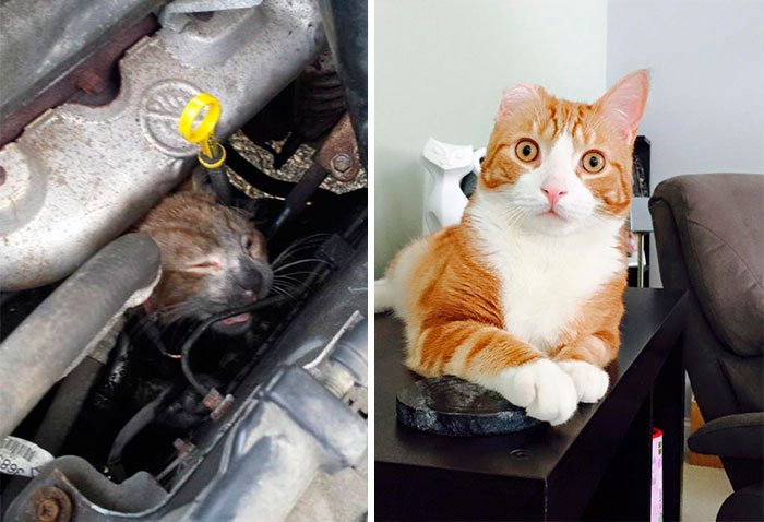antes-despues-gatos-rescatados-5