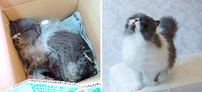 antes-despues-gatos-rescatados-7