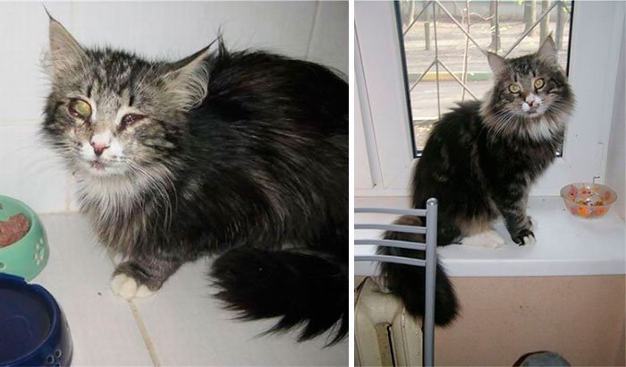 antes-despues-gatos-rescatados-8