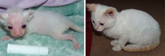 antes-despues-gatos-rescatados-9
