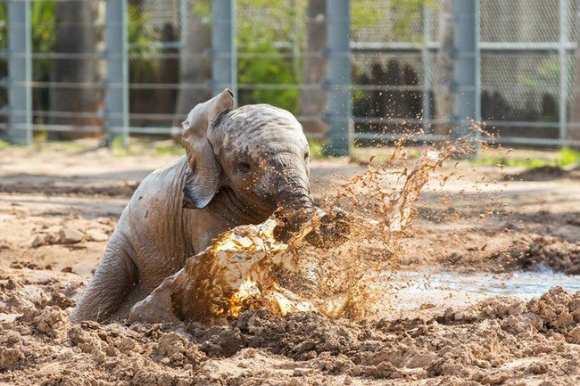 bebe-elefante-excitado1