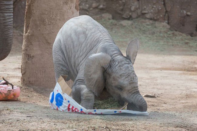 bebe-elefante-excitado5