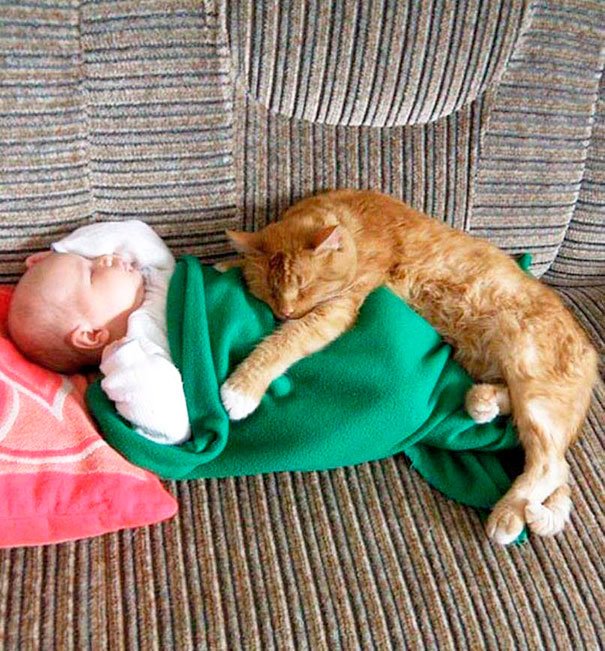 bebes-con-gatos-5