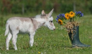 Burros enanos